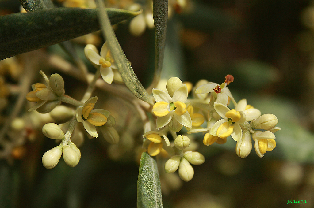 Flores del olivo.