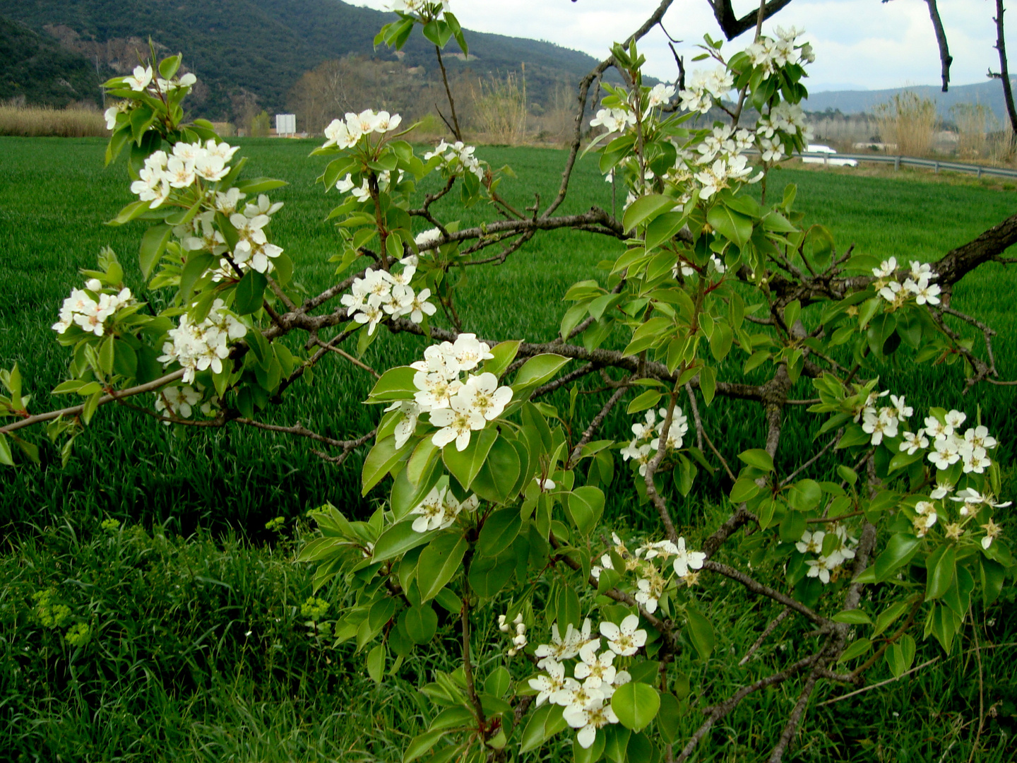 FLORES DEL PERAL