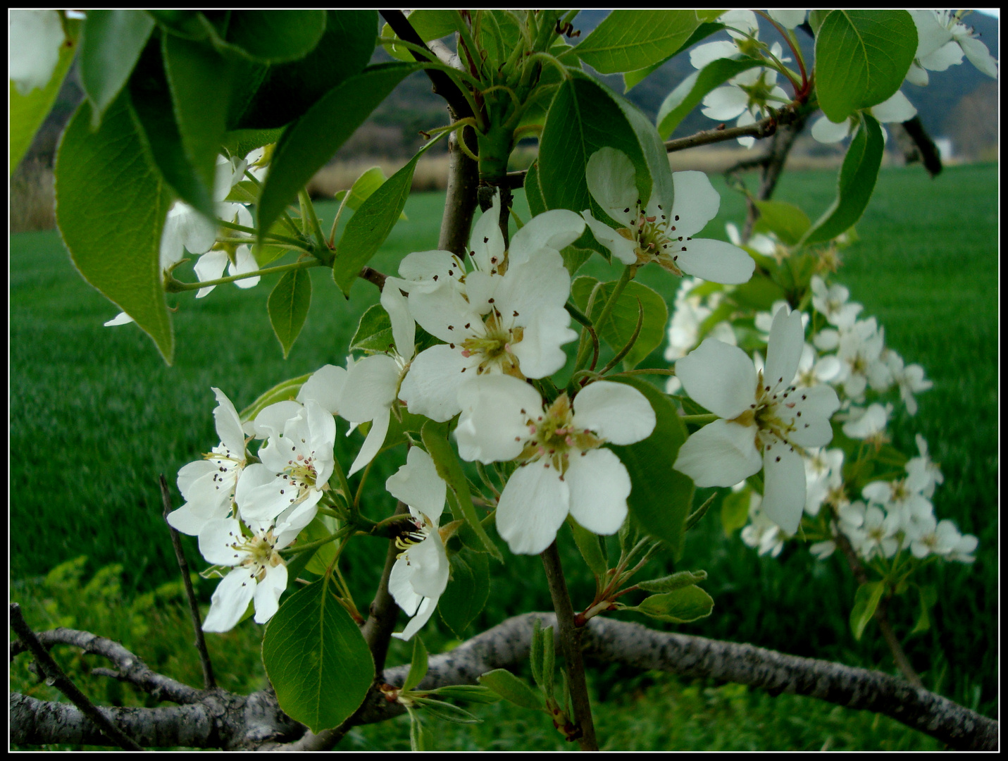 Flores del peral