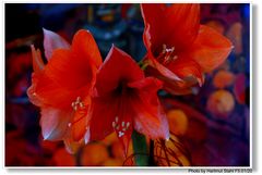 Flores delante de un bodegón de Sitges Febrer (un pintor mallorquín)