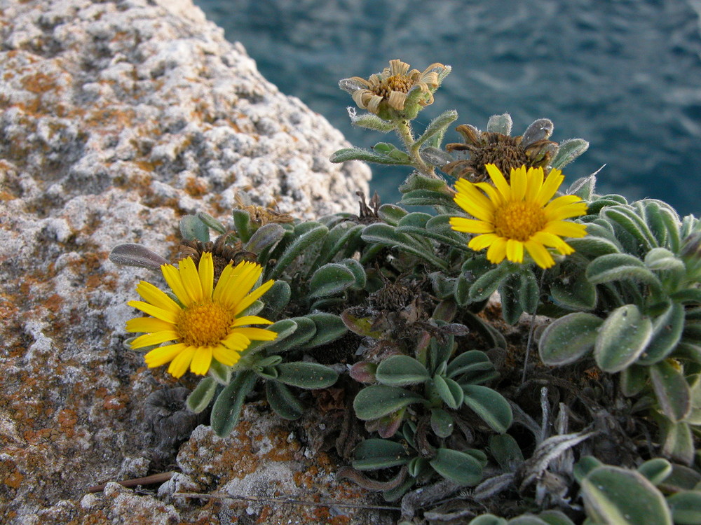 flores delante el mar Menorca