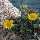 flores delante el mar Menorca