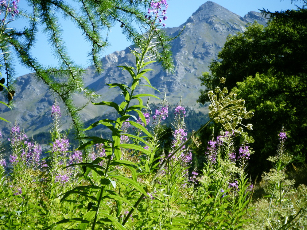 Flores des alpages