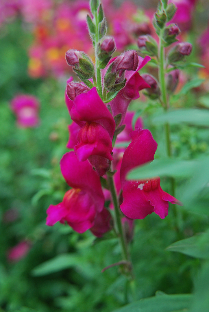 Flores do meu jardim