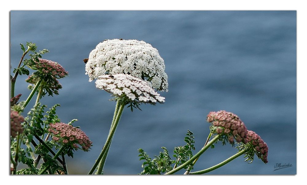 Flores en el acantilado