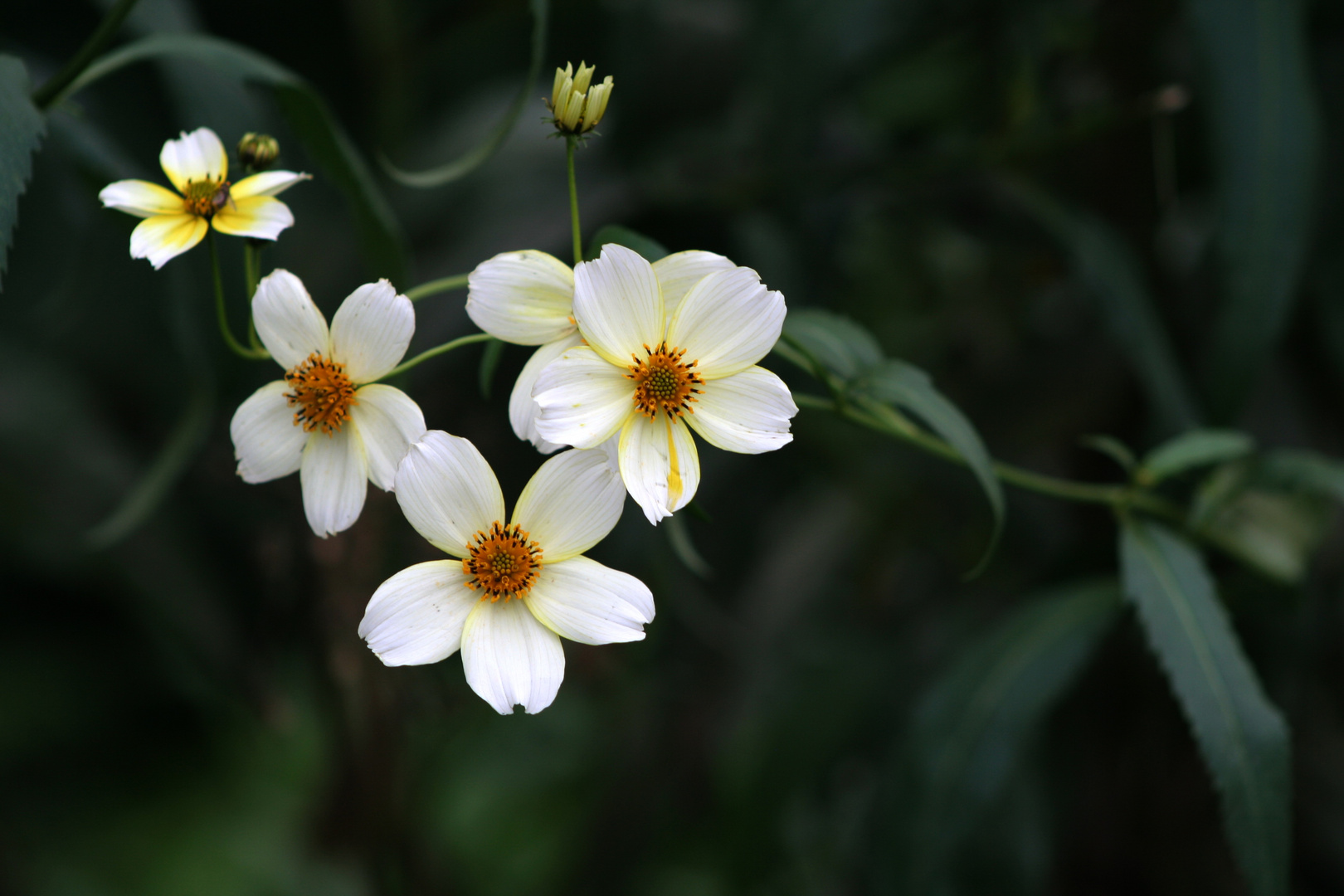 Flores en el bosque