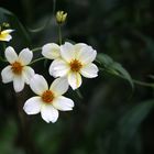 Flores en el bosque