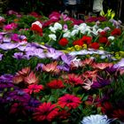 Flores en el Botanico