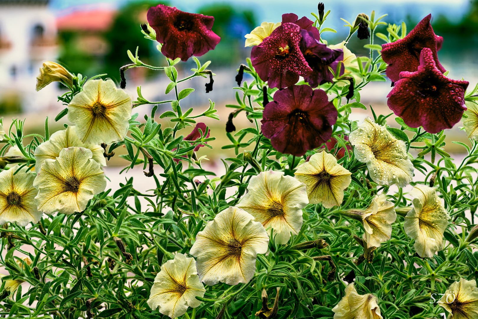 Flores en el Camino