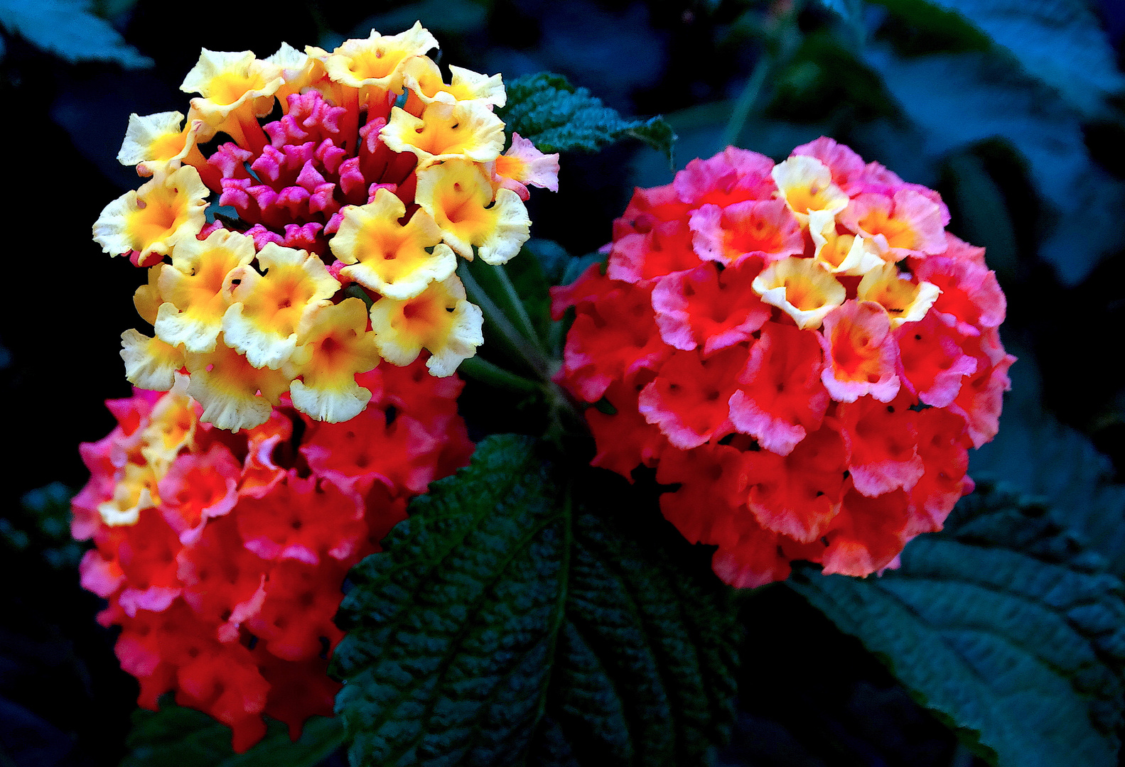 Flores en el camino.