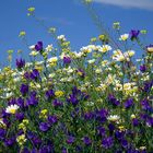 flores en el campo andaluz