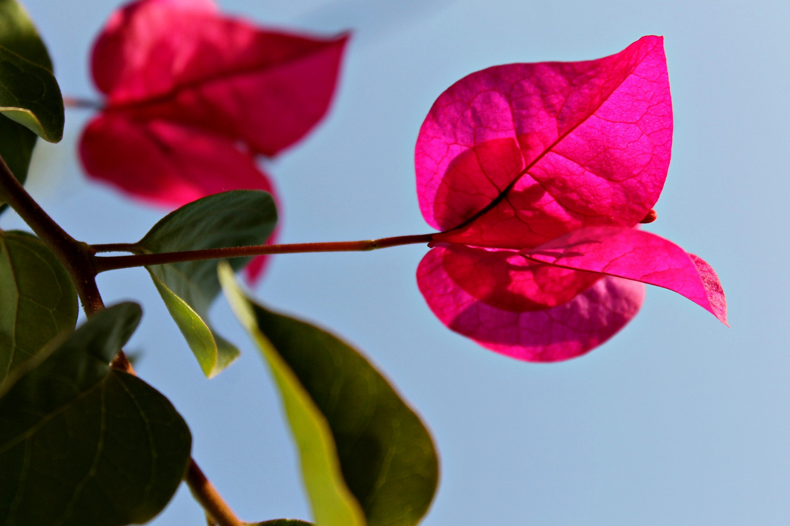 Flores en el cielo