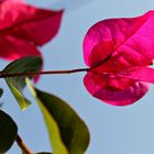 Flores en el cielo