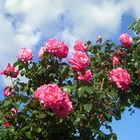 flores en el cielo