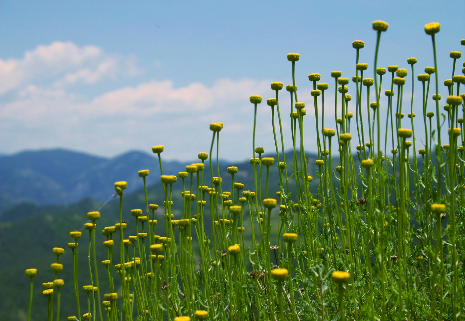 flores en el cielo