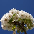 Flores en el cielo