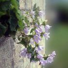 FLORES EN EL MURO