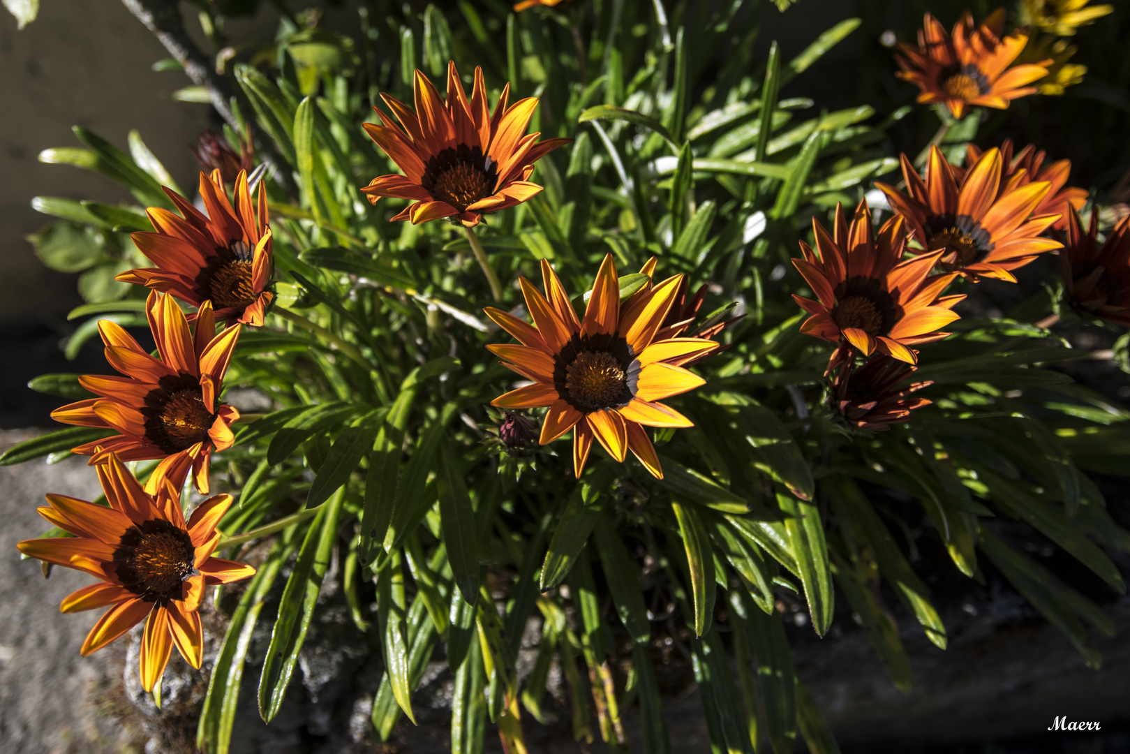 Flores en el parque