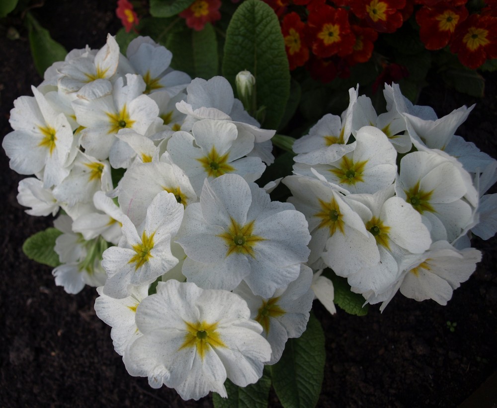 Flores en el parque...