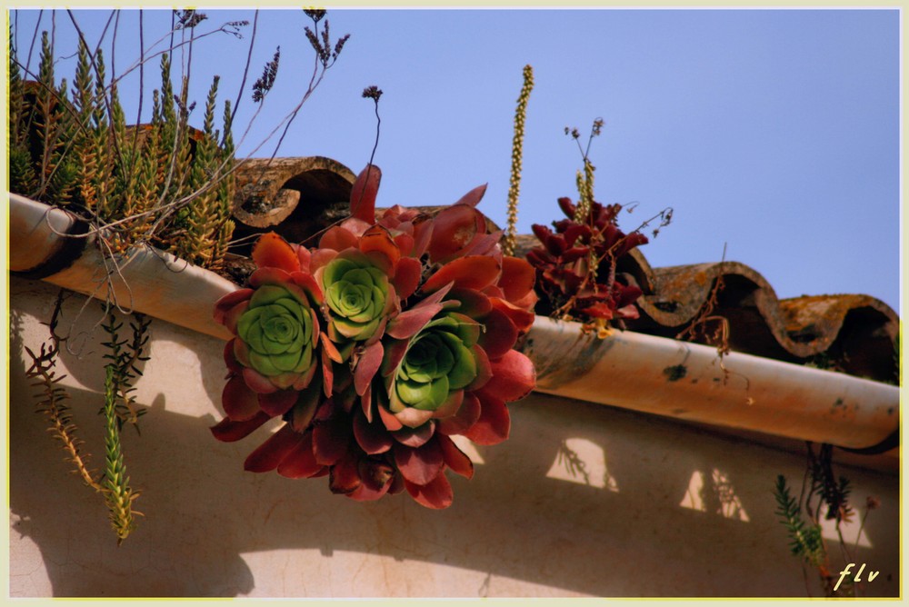 flores en el tejado