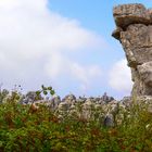 Flores en El Torcal