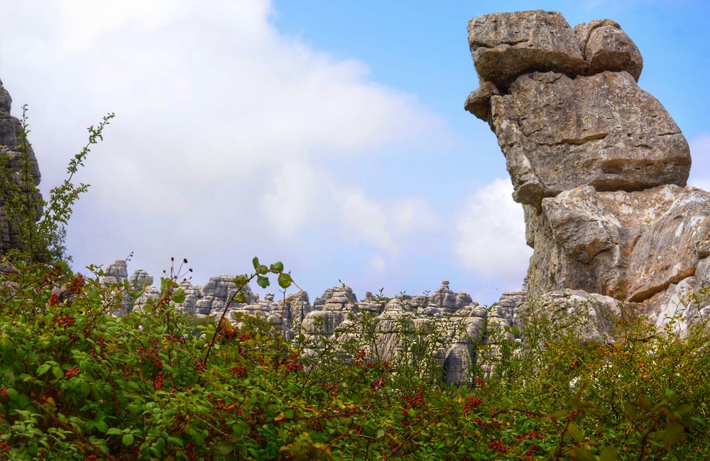 Flores en El Torcal