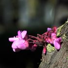 flores en el tronco del árbol. 