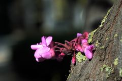 flores en el tronco del árbol. 