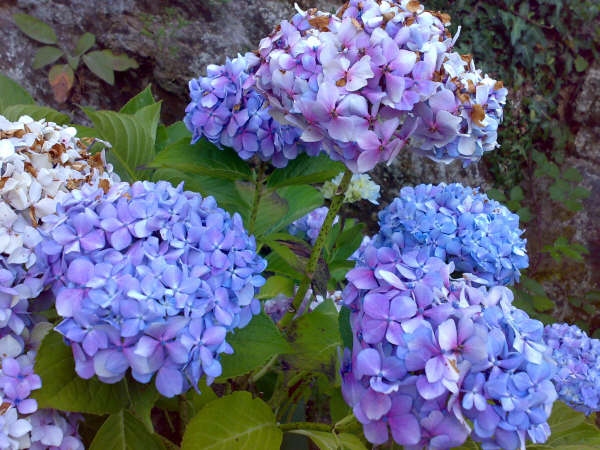 Flores en Galicia