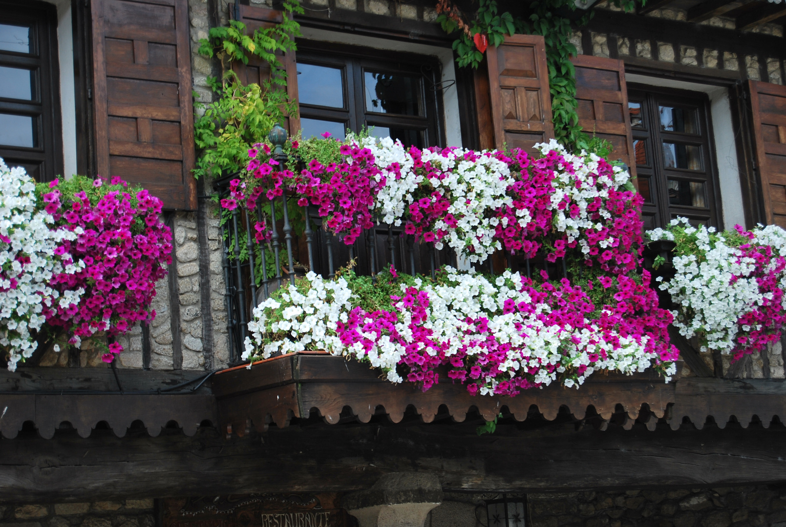 flores en la alberca ( salamanca )