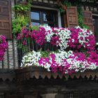 flores en la alberca ( salamanca )