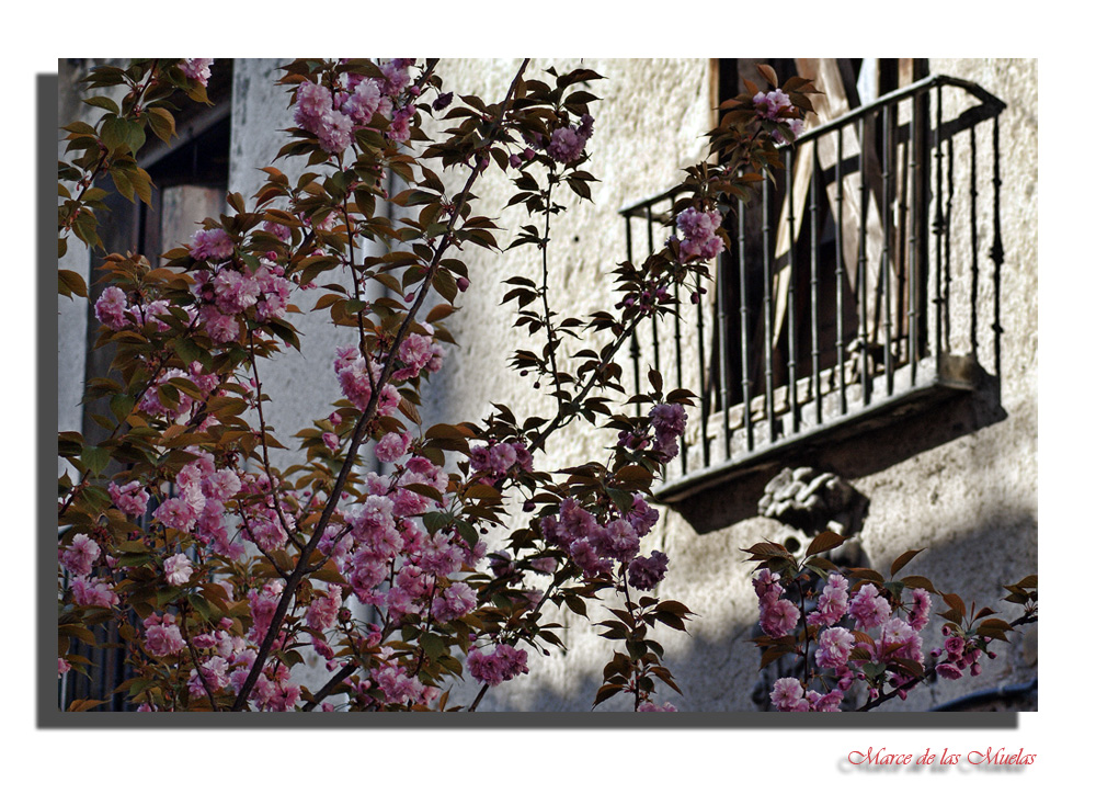 Flores en la calle...2