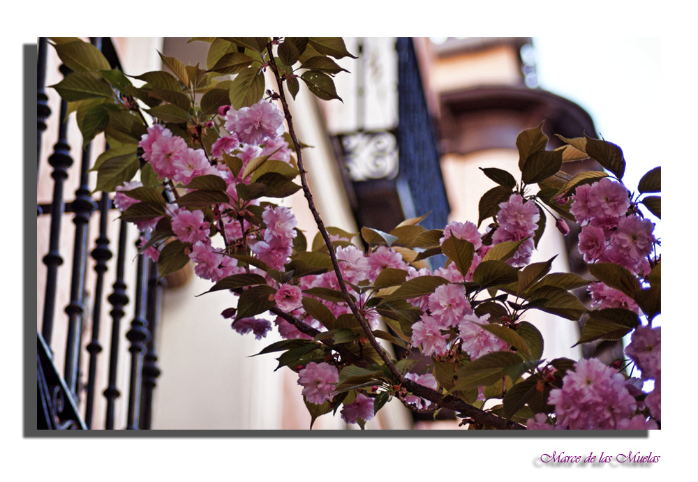 Flores en la calle...3