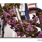 Flores en la calle...3