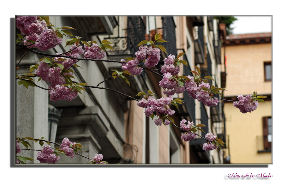 Flores en la calle...4