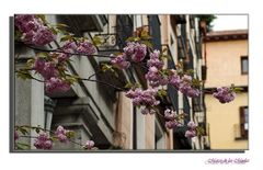 Flores en la calle...4