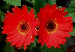 FLORES... en la FIESTA NACIONAL DE LAS FLORES,---Ciudad de Escobar-