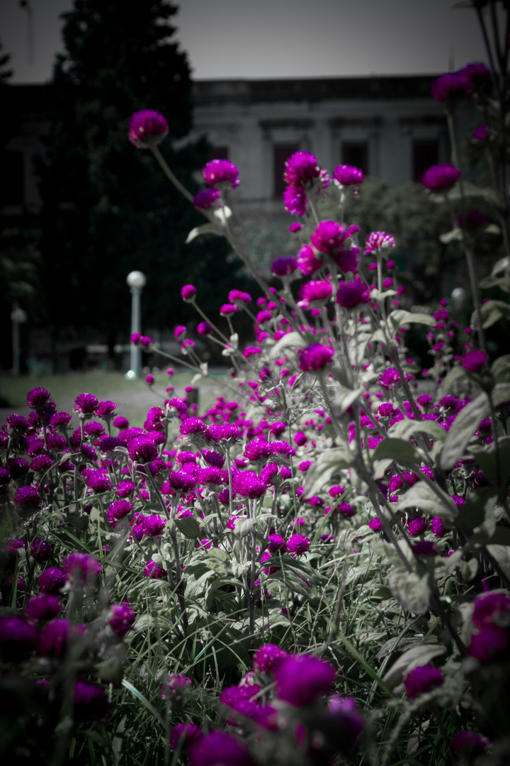 Flores en la plaza