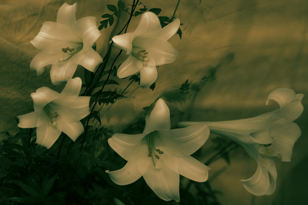 "Flores en la sombra" Vll