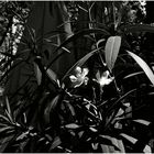 flores en la terrasa del bar / Blumen in der Bar-Terrasse