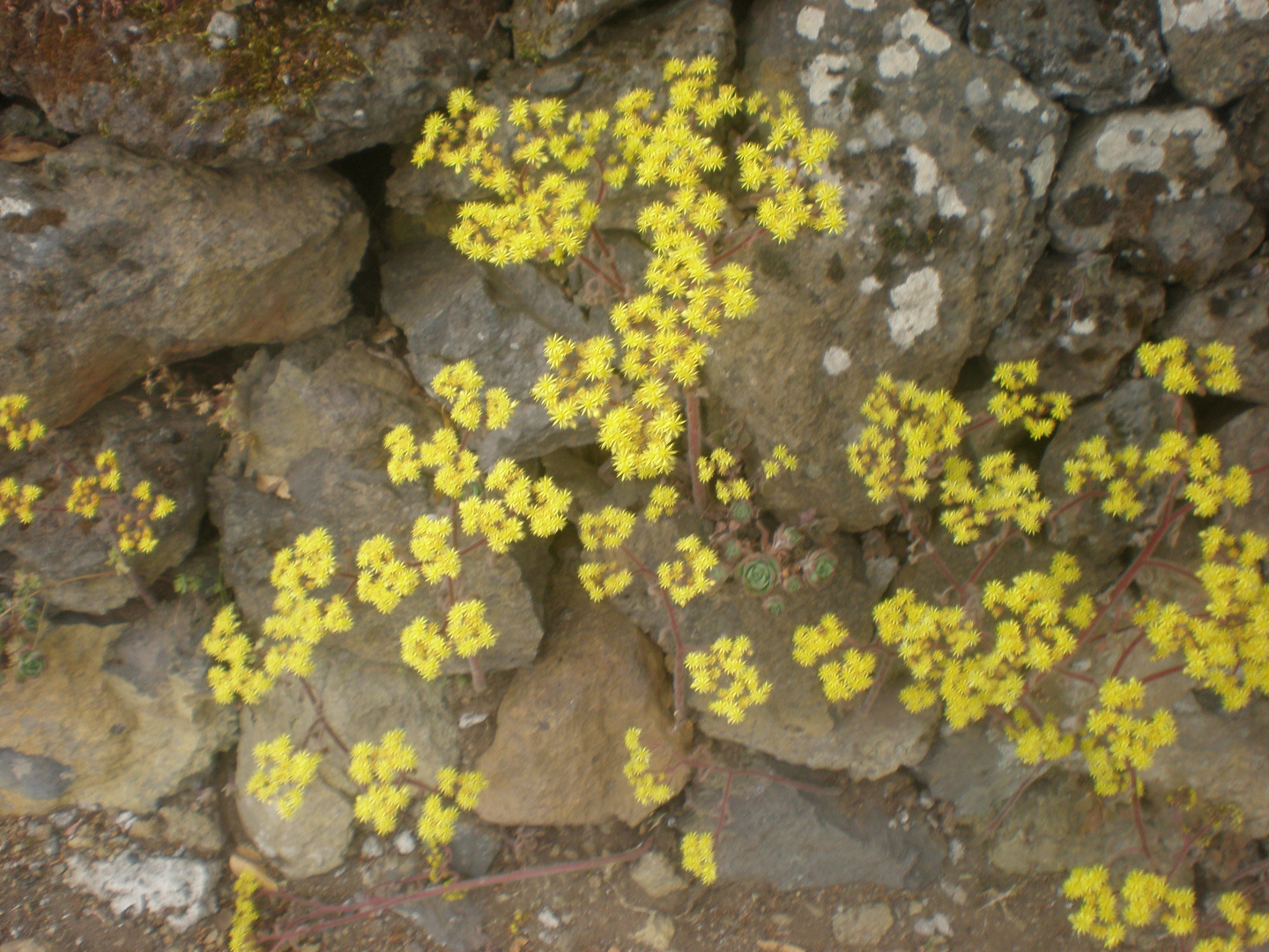 Flores en las piedras.