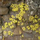 Flores en las piedras.