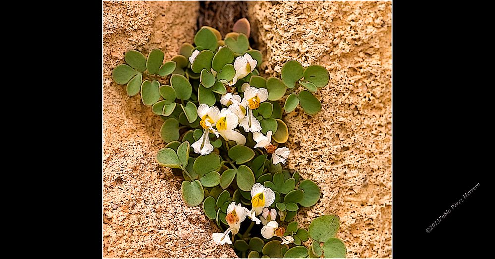 Flores en las piedras de Pedraza para Ana Vera