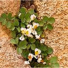 Flores en las piedras de Pedraza para Ana Vera