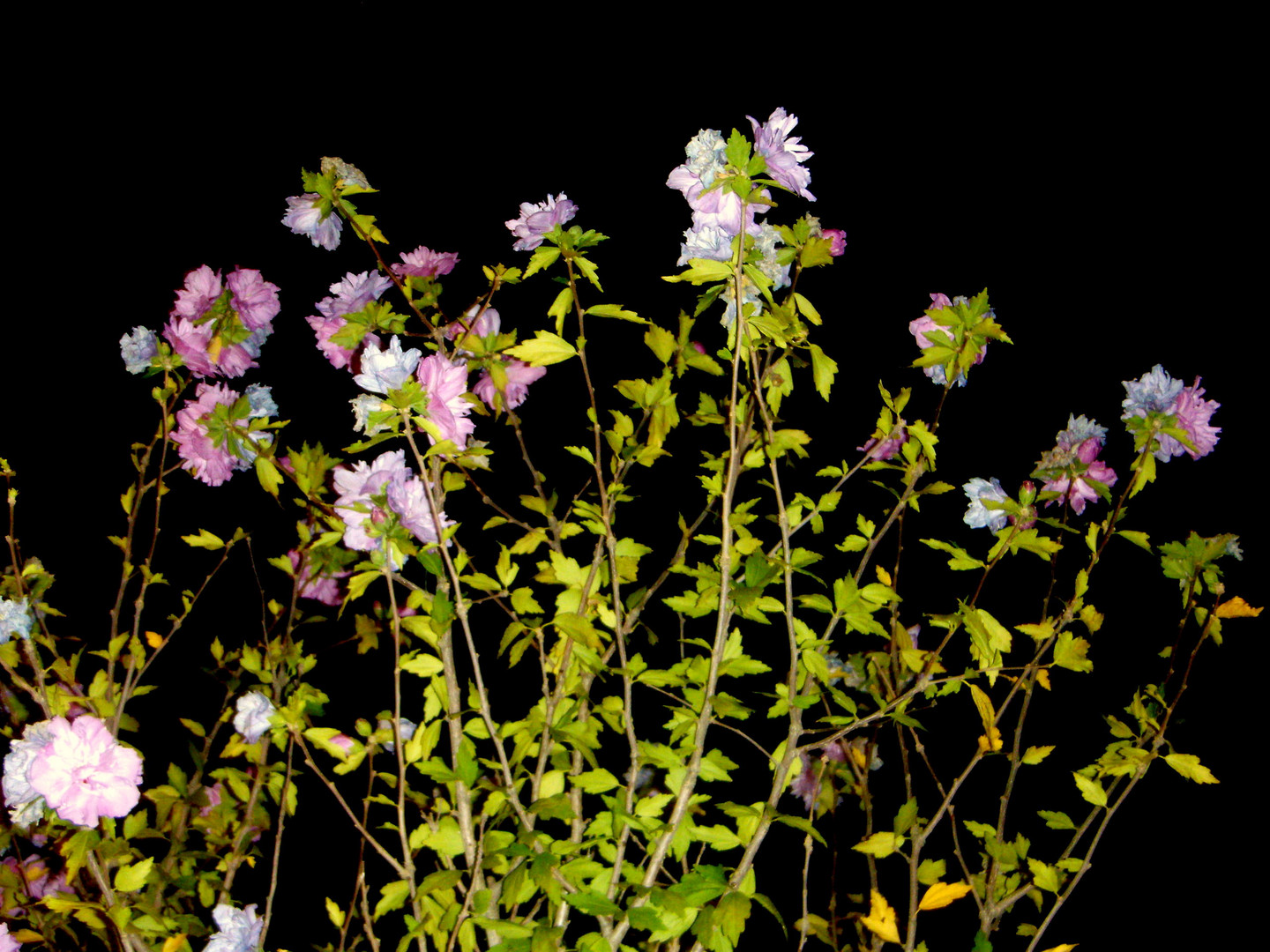 FLORES EN NOCHE