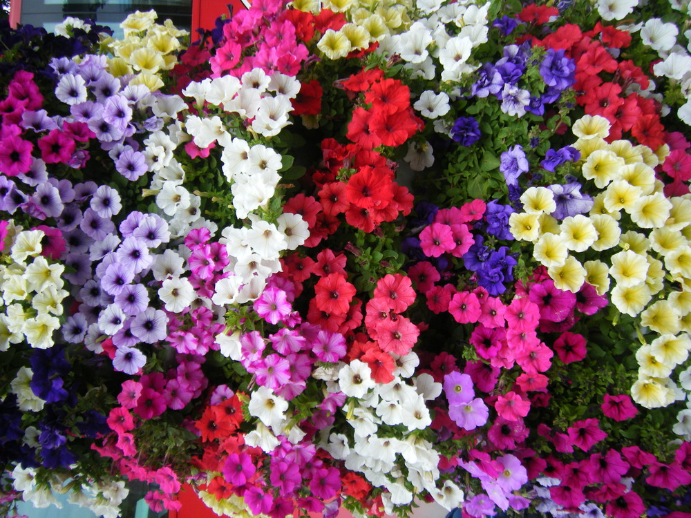 Flores en Semana Santa Sevillana