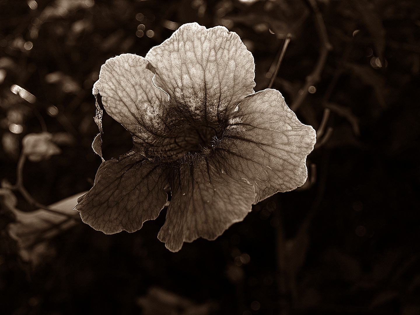 FLORES EN SEPIA