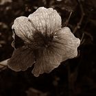 FLORES EN SEPIA