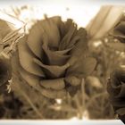 Flores en sepia