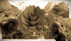 Flores en sepia